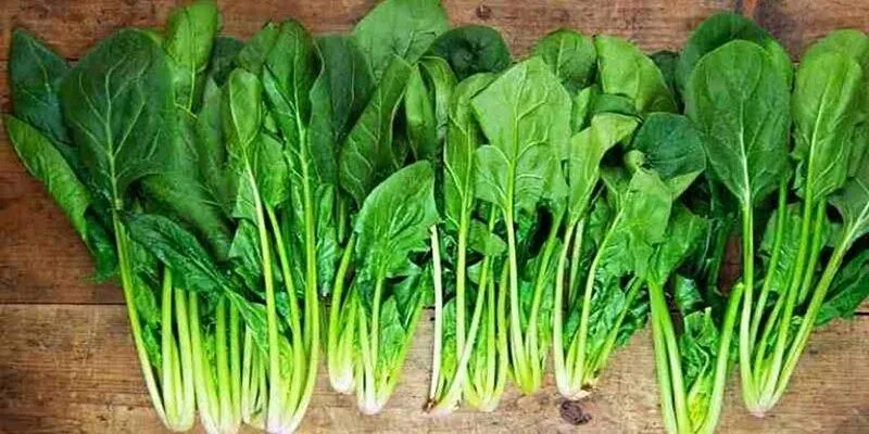 Một trong 5 thực phẩm siêu lợi hại bạn đang ăn mỗi ngày mà không biết là cải bó xôi
